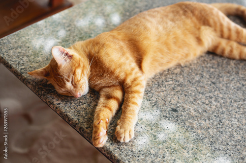 Fototapeta Naklejka Na Ścianę i Meble -  sleeping red cat at table