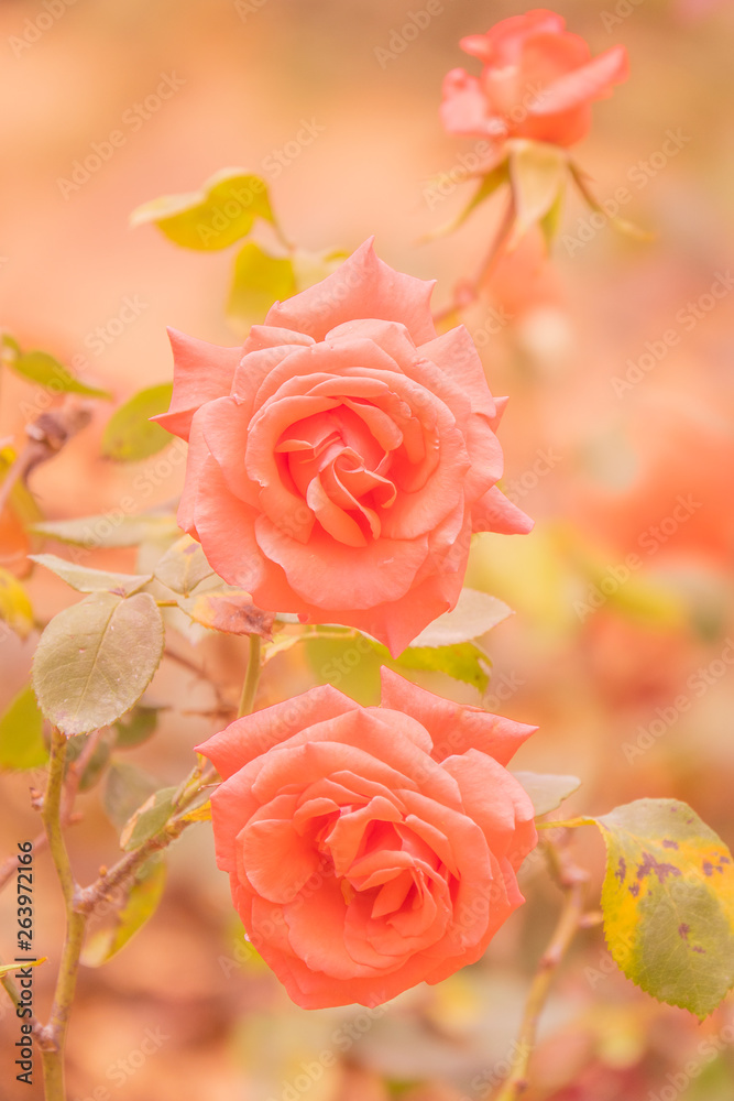 Obraz premium Pastel red rose Bush. Blossom few roses on flower field