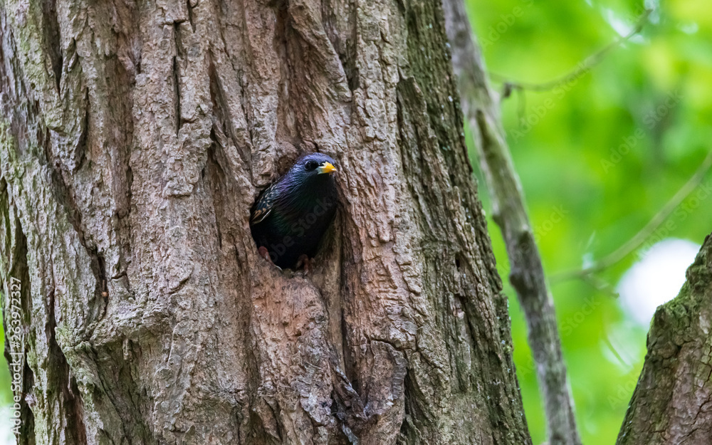 Common Starling in it's home