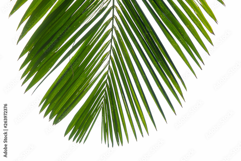 Obraz premium Top view part of phoenix palm leaf on corner. Isolated branch at white background