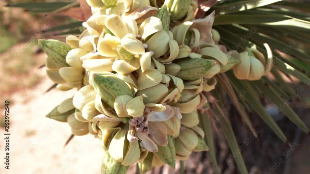 Close up, Joshua Tree bloom, once in a lifetime flower superbloom Close up, Joshua Tree bloom, once in a lifetime flower superbloom