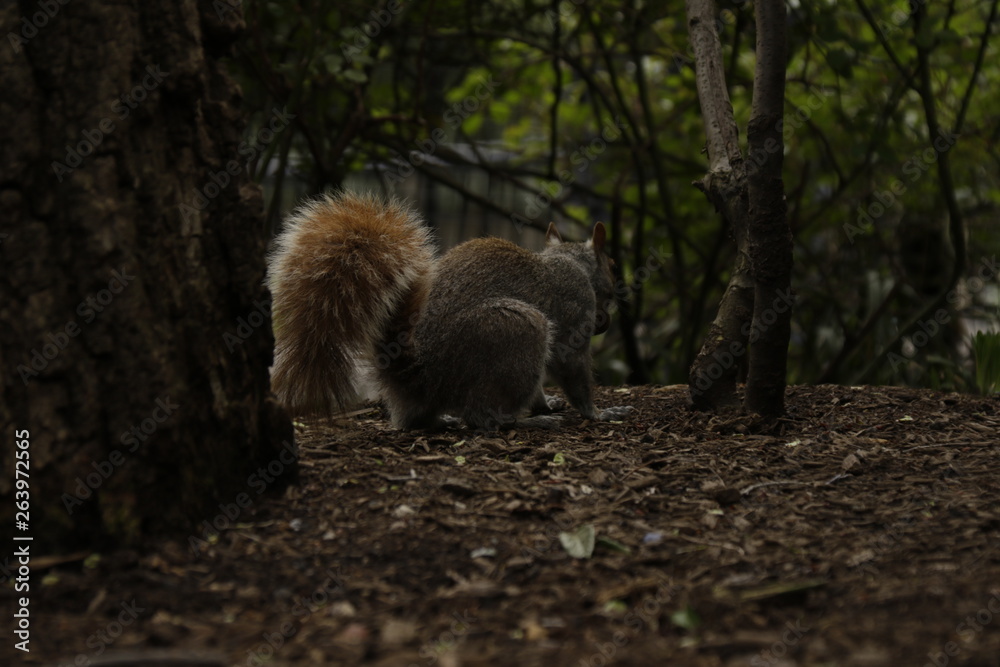 Naklejka premium リス