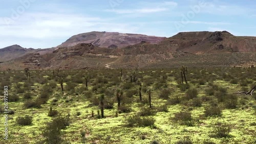 Aerial Dolly Zoom, yellow super bloom in Mojave Desert, California photo