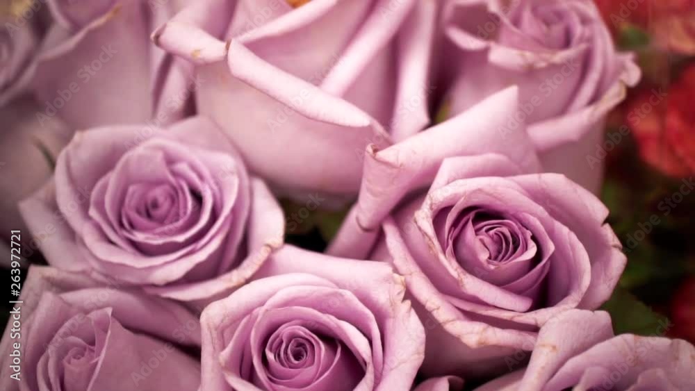 Bouquet of purple garden roses, Close Up Macro Shot Bouquet of purple garden roses, Close Up Macro Shot