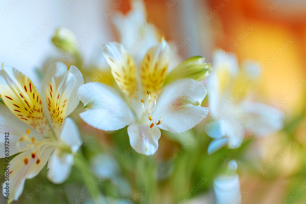 Fototapeta premium Spring flowers, delicate and fragrant flowers