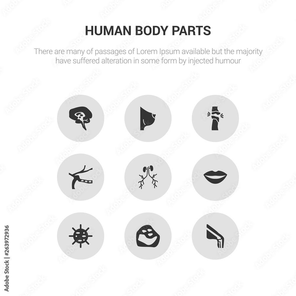 9 round vector icons such as ball of the knee, basophil, big cellule, big lips, blood supply system contains blood vessel, bones joint, bosom, brain body organ. ball of the knee, basophil, icon3_, 9 round vector icons such as ball of the knee, basophil, big cellule, big lips, blood supply system contains blood vessel, bones joint, bosom, brain body organ. ball of the knee, basophil, icon3_,