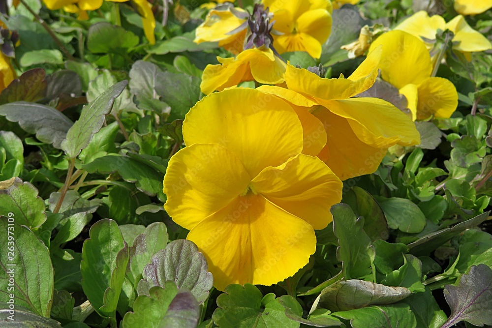 Naklejka premium Yellow viola flowers, closeup