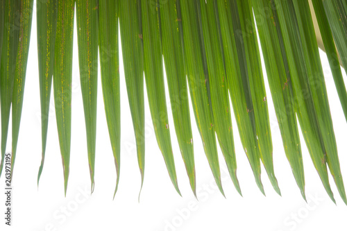 Close up palm branch on white background. Top view for banner design or text lettering