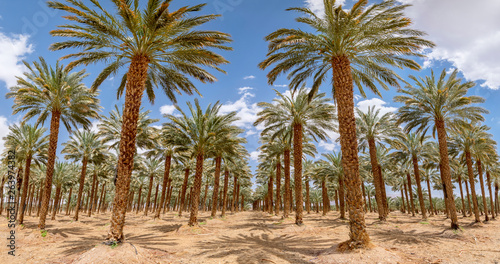 Plantation of date palms. Image depicts an advanced desert agriculture industry in the Middle East