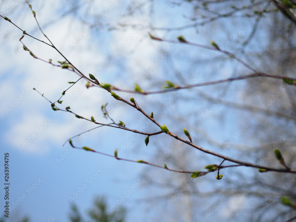 Beautiful birch branches with blossoming leaves on a Sunny spring day in the forest Beautiful birch branches with blossoming leaves on a Sunny spring day in the forest