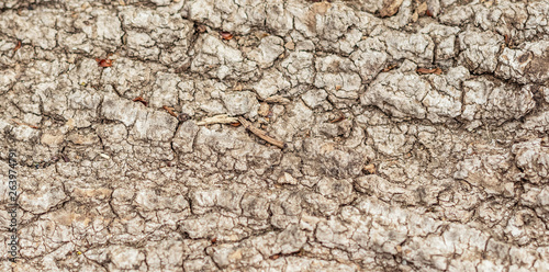 close up of a wooden texture