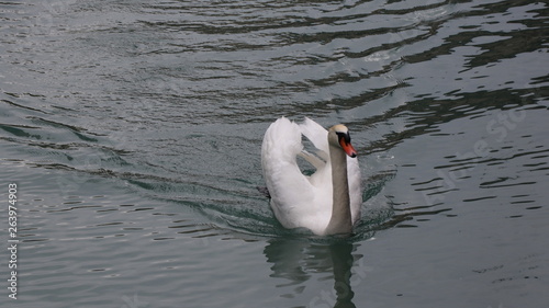 Un cigno a Sirmione