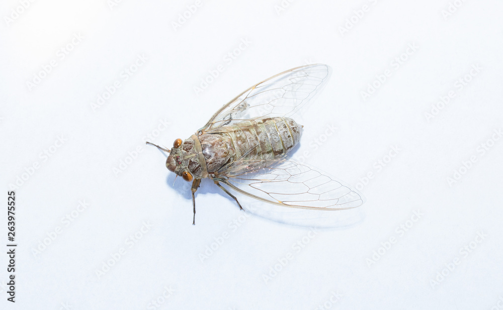 asia cicada insect isolated on white background asia cicada insect isolated on white background
