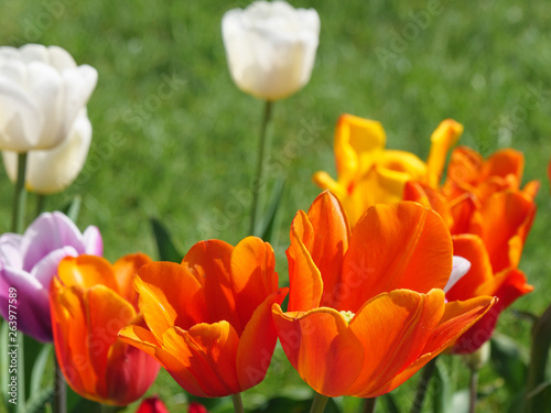 Frühling in Legden im Münsterland photo