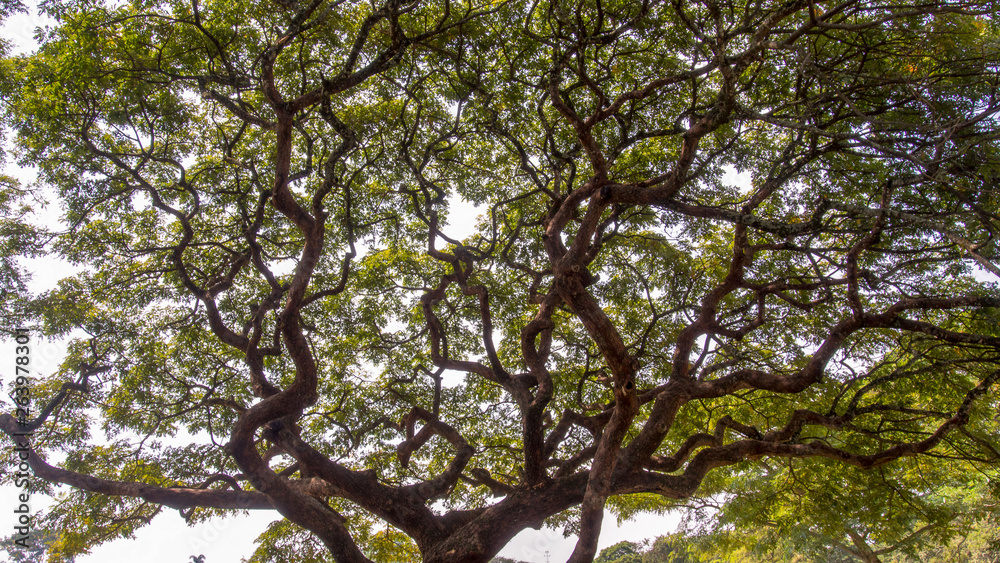 The intrincated canopy of the acacia tree. Captured at he Andean mountains of southern Colombia. The intrincated canopy of the acacia tree. Captured at he Andean mountains of southern Colombia.