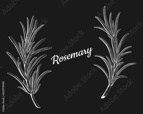 Rosemary branches isolated. 