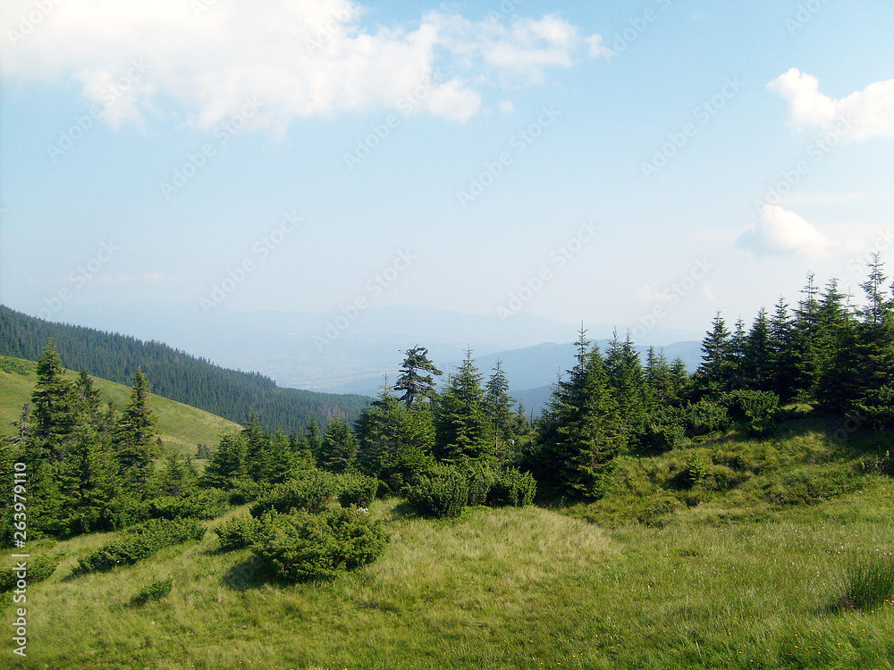 Mountain landscape with green forest. Wildlife. Rocks in the background in the distance.