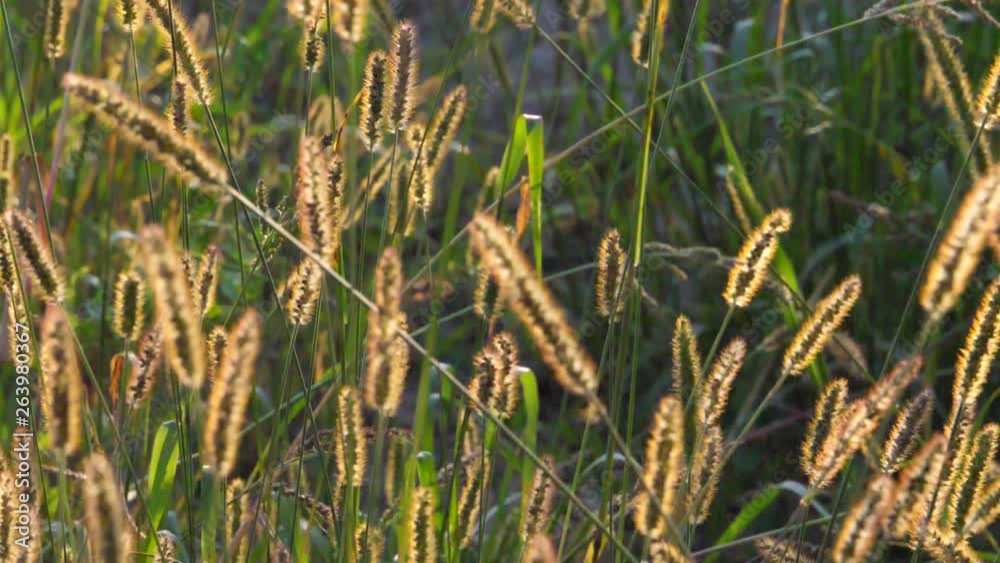 field of green and yellow grass in panning motion field of green and yellow grass in panning motion