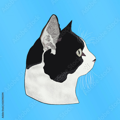 Cabeza de un gato sobre un fondo azul photo