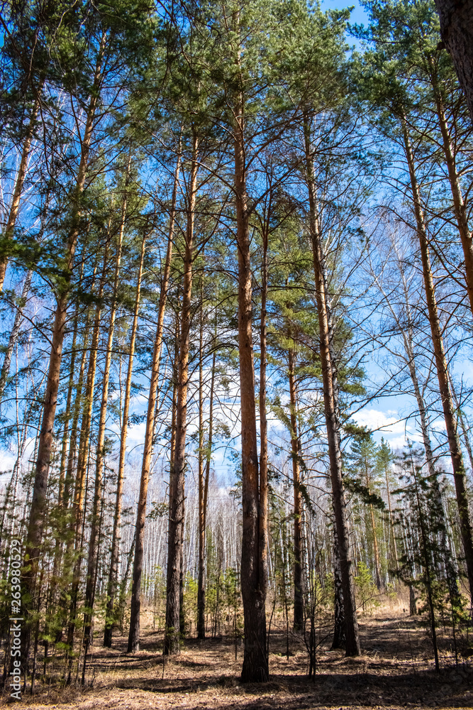 Fototapeta premium Pine with two trunks