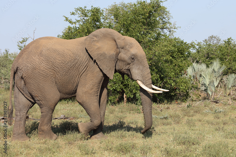 Fototapeta premium Afrikanischer Elefant / African elephant / Loxodonta africana
