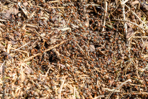 Ameisenhaufen: Waldameise (Formica)
