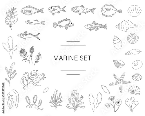 Vector  black and white set of fish, sea shells, seaweeds isolated on white background. Colorful marine collection. Underwater illustration