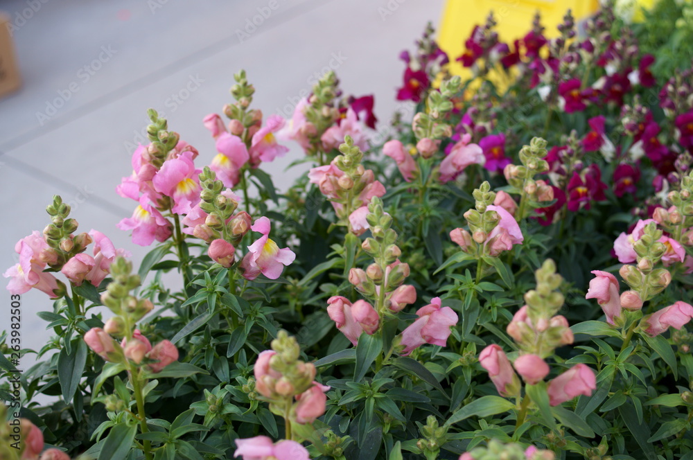 Antirrhinum majus flower Antirrhinum majus flower