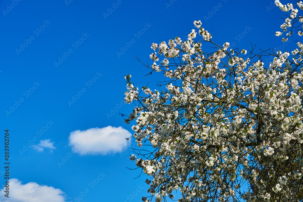 White flowers blooming on a fruit tree during spring in Poland.. White flowers blooming on a fruit tree during spring in Poland..