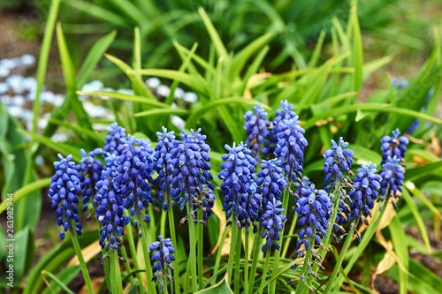 A group of blue flowers of grape hyacinth in the spring in the garden.