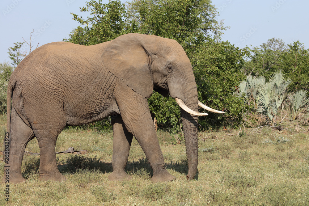 Obraz premium Afrikanischer Elefant / African elephant / Loxodonta africana