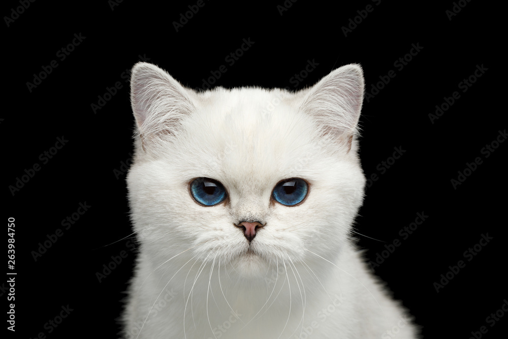 Close-up Portrait of British White Cat with blue eyes Angry gazing on Isolated Black Background, front view