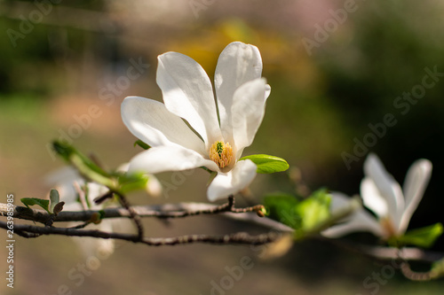  White magnolia blooms in spring