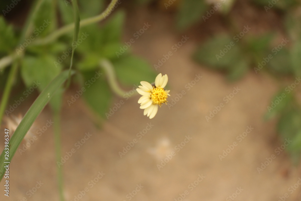 Flor golpeada