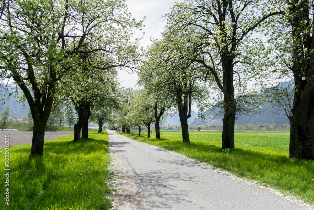 country road with springtime trees with white blossoms country road with springtime trees with white blossoms