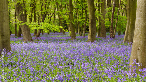 Wanstead Park Bluebells (2) photo