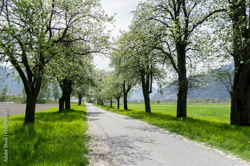 country road with springtime trees with white blossoms