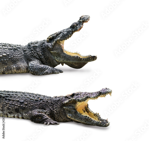 The Crocodiles open mouth isolated