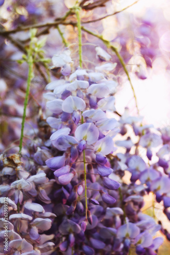 piante e fiori con obbiettivi vintage
