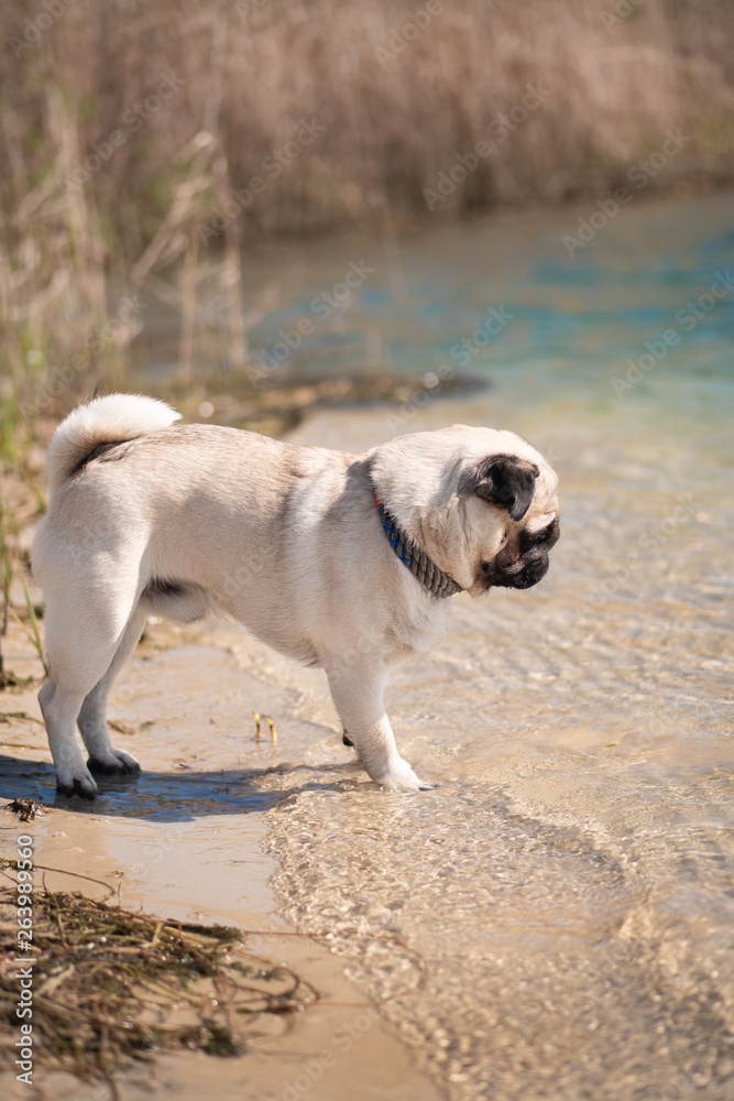 Obraz premium dog on beach