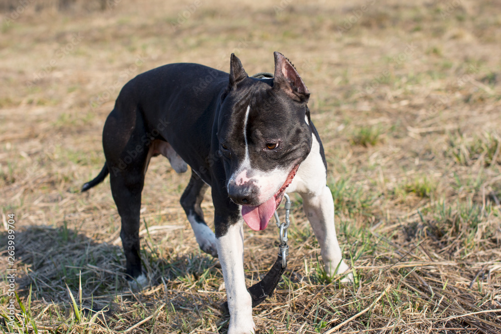 Dogs on a walk. American Staffordshire Terrier and pit bull Terrier. Dogs on a walk. American Staffordshire Terrier and pit bull Terrier.