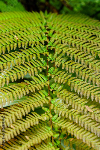 Green leaves texture. Fresh spring tropical leaves background