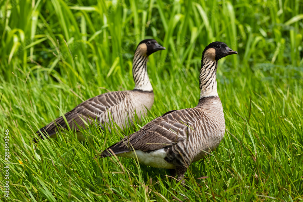 Hawaii, Kauai, Hawaiian geese, Branta sandvicensis Hawaii, Kauai, Hawaiian geese, Branta sandvicensis
