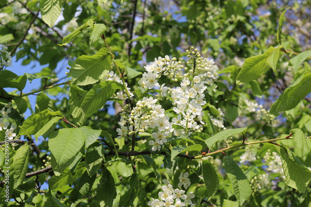 Bird cherry blossoms in delicate fragrant clusters of flowers on a sunny spring day Bird cherry blossoms in delicate fragrant clusters of flowers on a sunny spring day