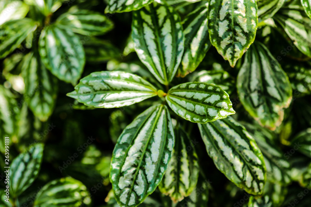 Aluminium Plant Pilea cadieri background of leaves. A tropical plant cultivated. Aluminium Plant Pilea cadieri background of leaves. A tropical plant cultivated.