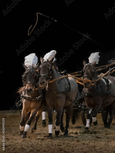 The four pass horses are harnessed in the vehicle run on an arena. On horses ornament in the form of a plume: a big white feather on the head and white bandage standing © Naletova