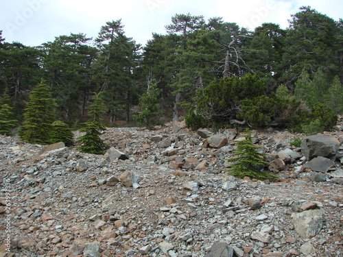 The landscape of the stony surface of the top of the mountain range, in which the tall evergreen forest trees are kept admirably and grow.