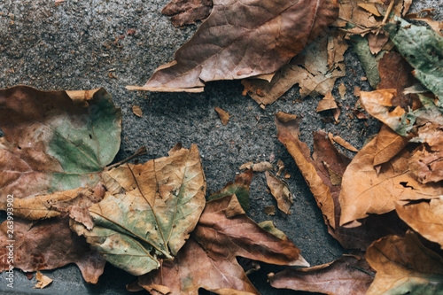 autumn leaves on the ground