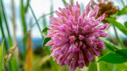 Macro photography of a red clover flower with some dew droplets.  Captured at the Andean mountains of central Colombia.