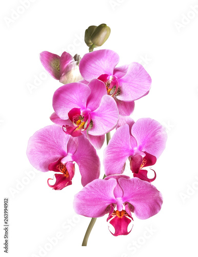 a branch of phalaenopsis orchid flowers and buds isolated on white background